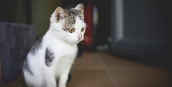 Gato esperando ser acogido